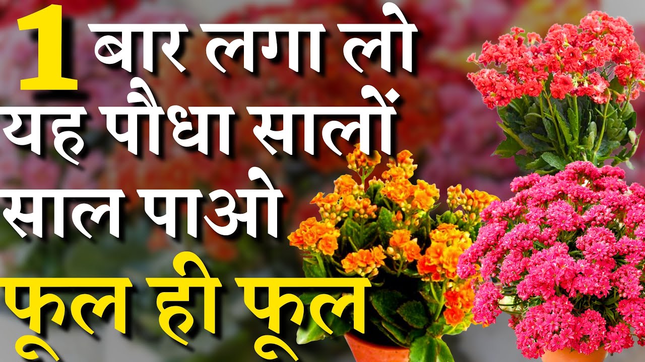 यह पौधा एक बार लगाओ सालों साल फूल पाओ || Kalanchoe Plant Tips at Home