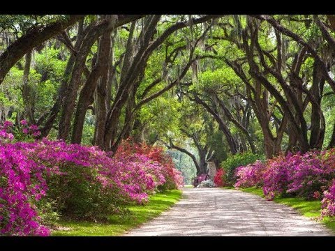 Video: Na Starej Plantáži V Louisiane Zachytila skupinová Fotografia Ducha Otrokárky - Alternatívny Pohľad