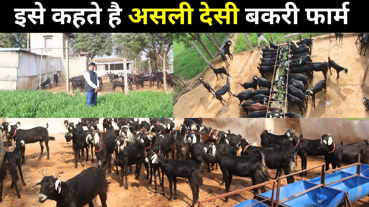 Private नौकरी के साथ बकरी पालन कर कमा रहे अच्छा मुनाफा