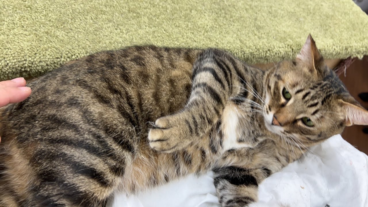 猫猫団😺ライブ配信！ - YouTube