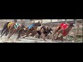 dog race in Pakistan