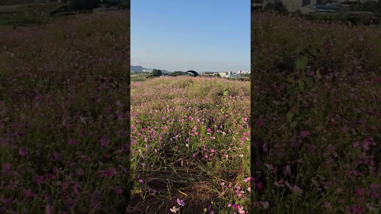 Anseong Farmland Cosmos Festival