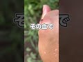 蚊のお腹が僕の血でパンパンになってしまいました…