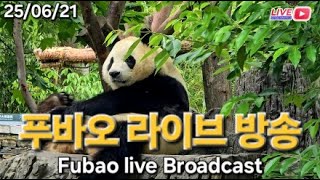 06월 21일 푸바오와 난징 판다 라이브 방송(06.21 Fubao Live Broad Cast) : 6월 21일 푸바오와 난징 판다 실시간 영상 같이 봐요~❤❤