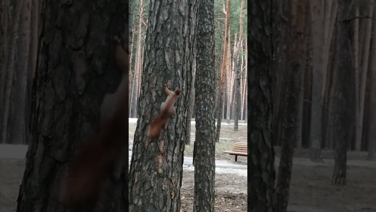 Dancing Squirrel