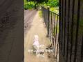 부여군 외산면 수리바위계곡의 산책길#travel #힐링 #강아지쇼츠 #여름