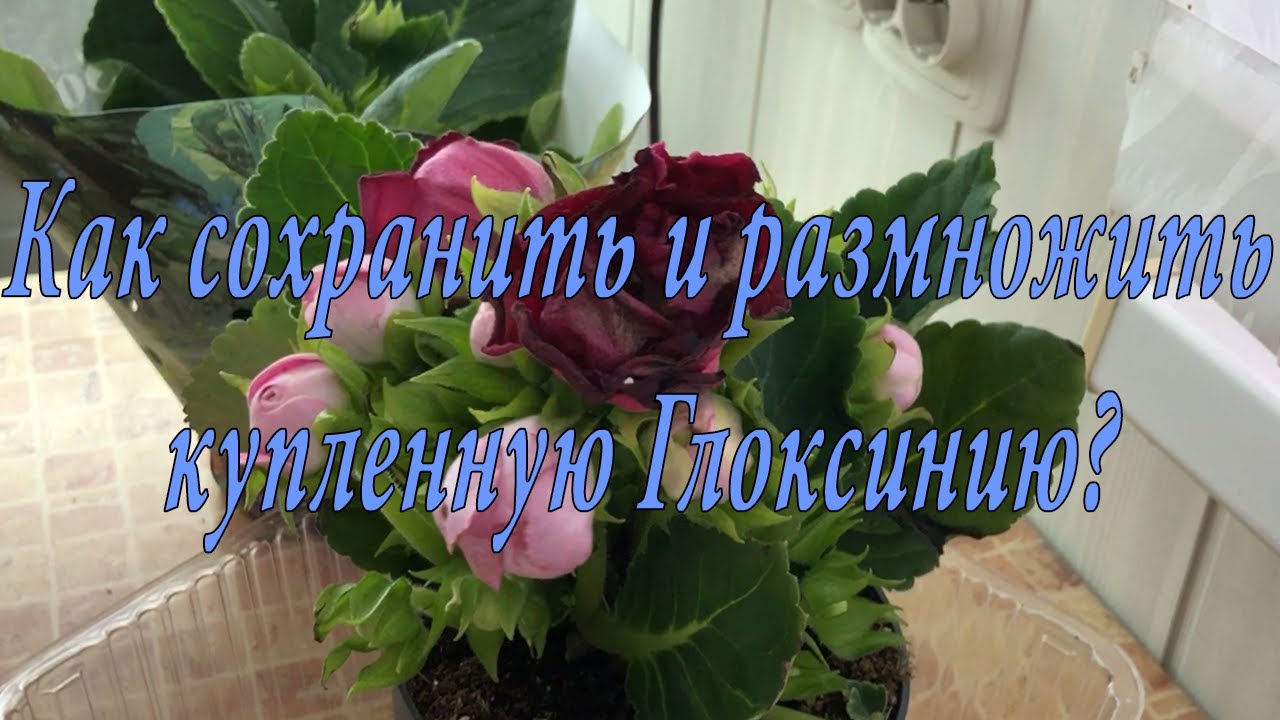 Как сохранить и размножить покупную Глоксинию