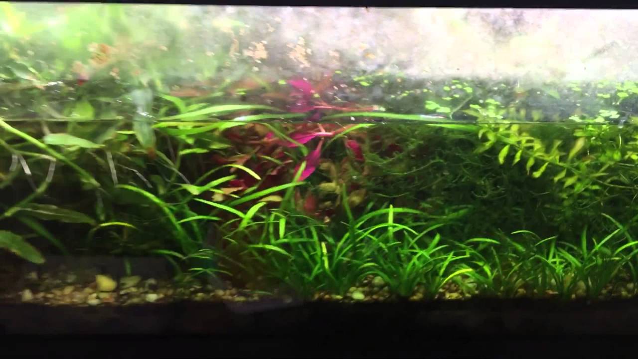 camera iphone 8 plus apk Newt Tanks
