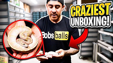 Unboxing One Of The Prettiest Reptiles Ever!!!