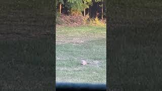 Groundhog in the backyard the other day #groundhog #animals #backyard #video
