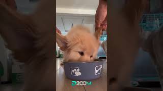 #guguklucu #hewanlucu #videolucu #fyp #foryou #asmr #petasmr