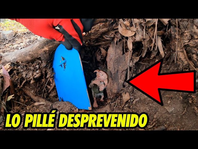 AL3XEITOR on X: ¡NUEVO VIDEO! 🔥 SE ENCUENTRA UN DUENDE REAL EN SU CASA xD   Dale a MG❤️ y RT🔁 para más!   / X