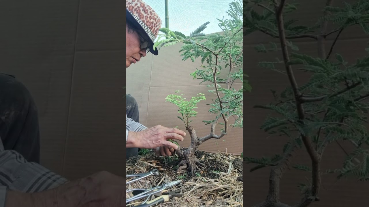 Подробности создания карликового бонсай из тамаринда. #бонсай #деревобонсай #растения #дерево #са...