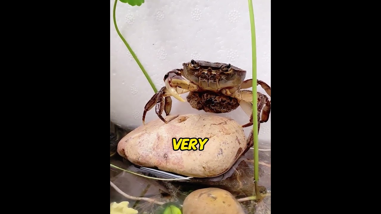 Saved a Crab with NO Legs. Her Miraculous Regrowth & Secret Ending Left Millions in Tears!😭#usa