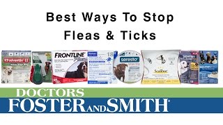 How to Stop Fleas & Ticks | DrsFosterSmith.com by Drs. Foster and Smith Pet Supplies 463 views 8 years ago 1 minute, 8 seconds