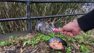 バリうまなご飯を食べる腹ペコの野良猫達　Hungry stray cats eating a delicious meal