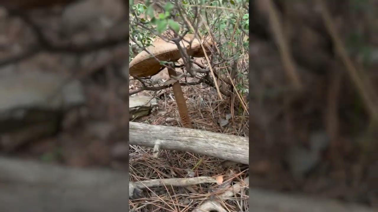 Adrenalin Rotası: Kavaklıdere'nin En Zorlu Bisiklet Parkuru