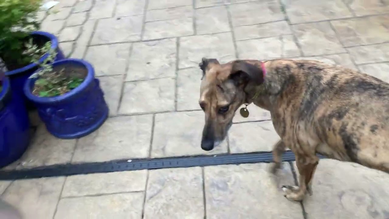 A day in the life of Barney