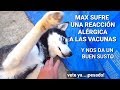 A Max le ponen sus vacunas y le hacen reacción!!! || Max the husky, el perro que habla