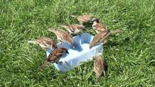 Musjes - House Sparrows