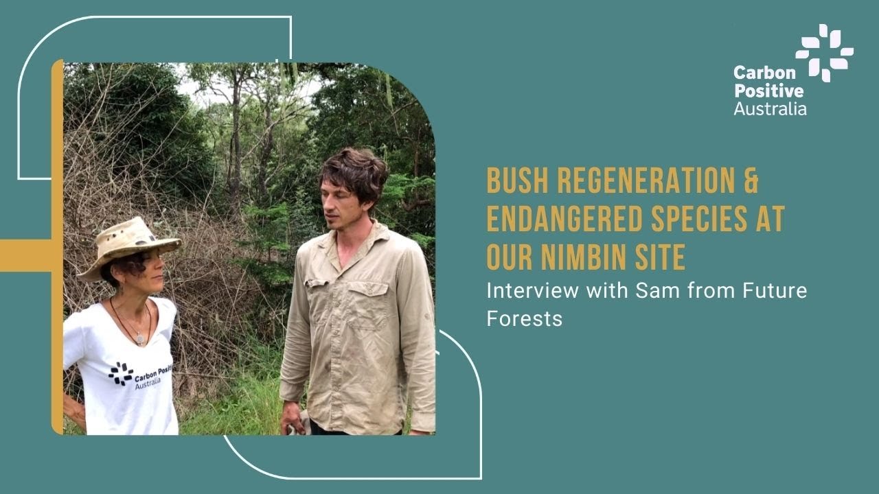 Bush Regeneration & Endangered Species at our Nimbin Site