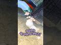 【スッポン】スッポンの食事風景は撮影しにくいんじゃい!【亀飼育】