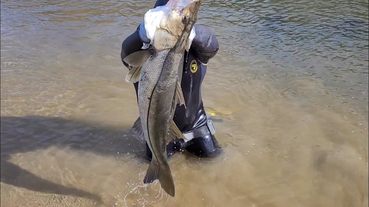 Pesca de róbalosaurio y una rica comida 😋