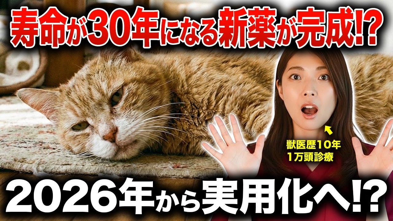 猫が30年生きる時代！？話題の腎臓病AIM新薬を現役獣医師が解説