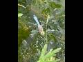 What a special moment. Blue Dasher laying her eggs 🥹 #bluedasher #skimmer #dragonfly #minipond