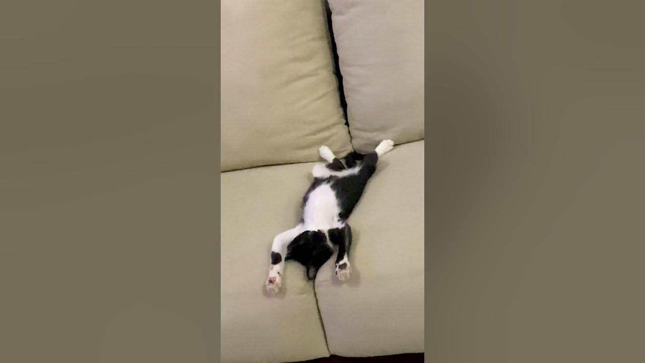 Lazy Cat Lays on Its Back ViralHog YouTube