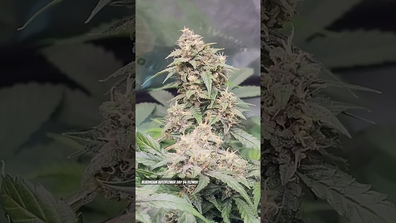 Bluedream autoflower.          