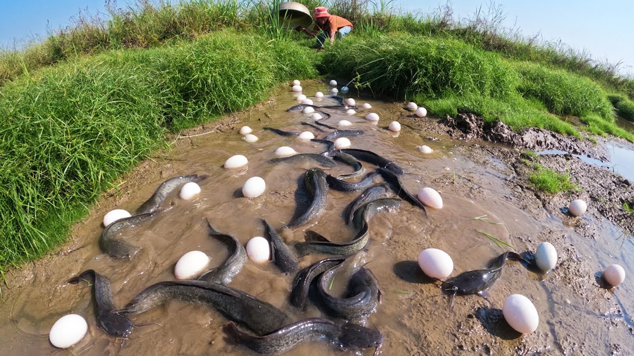WOW WOW! Skills fisherman catch fish and pick a lot of duck eggs by skills hand in mud water