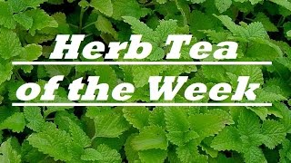 HOW TO: Lemon Balm, Chamomile and Mint Tea. Profile