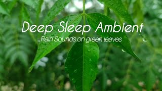 Deep Sleep Rain Sounds on Green Leaves | Natural Village Ambience & Soft Wind for Insomnia