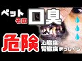 【ペットに異変！？】その口臭、危険！獣医師がおすすめするお口ケア！