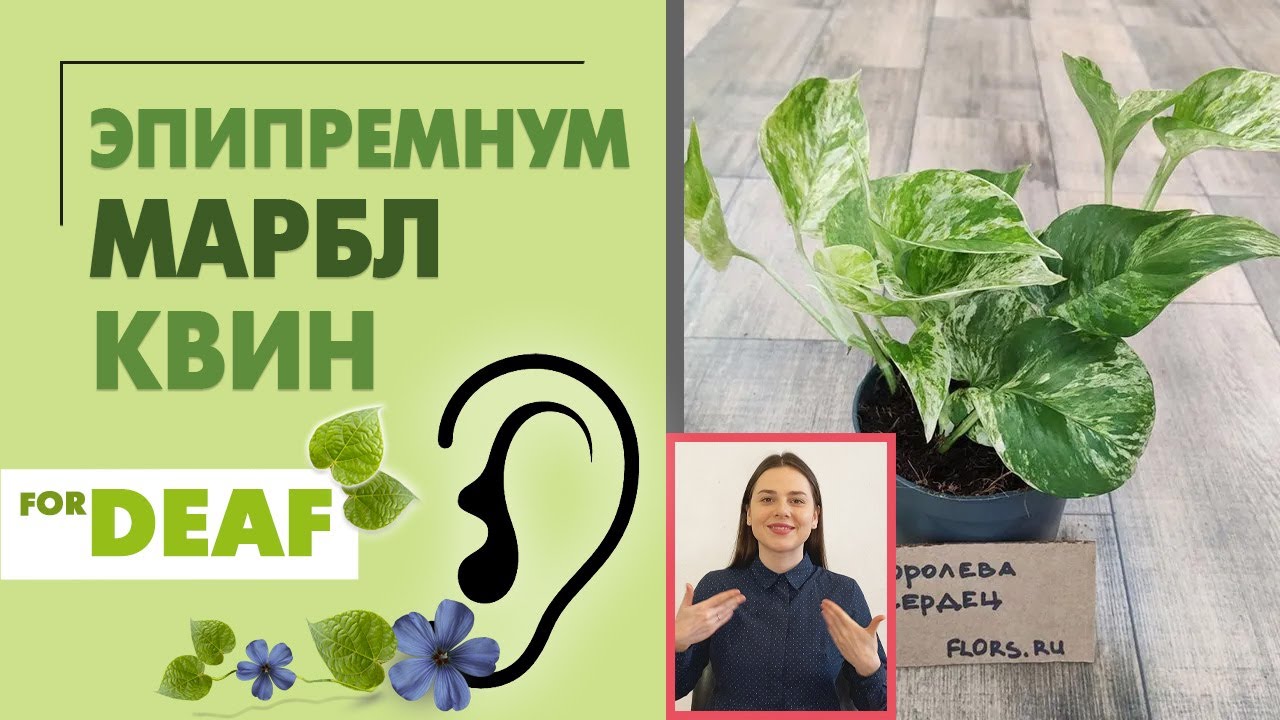 Эпипремнум Марбл Квин { СУРДОПЕРЕВОД } обзор красочного сорта комнатной ...