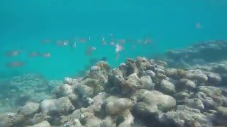 culebra 2016 carlos rosario