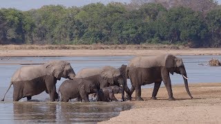 Wildes Leben Am Fluss - Fantastische Wildtier-Safari In Süd-Luangwa Sambia 2018 4K