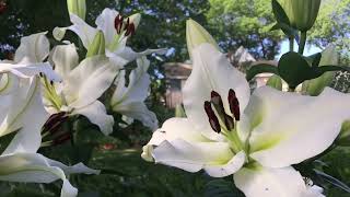 Casablanca Lilies are in bloom. Costco bulbs / Catherine’s Garden & Home Zone 6