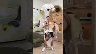 Mister Beats Dog Weight Check