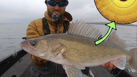 SMASHING Fall Walleyes on Leech Lake!