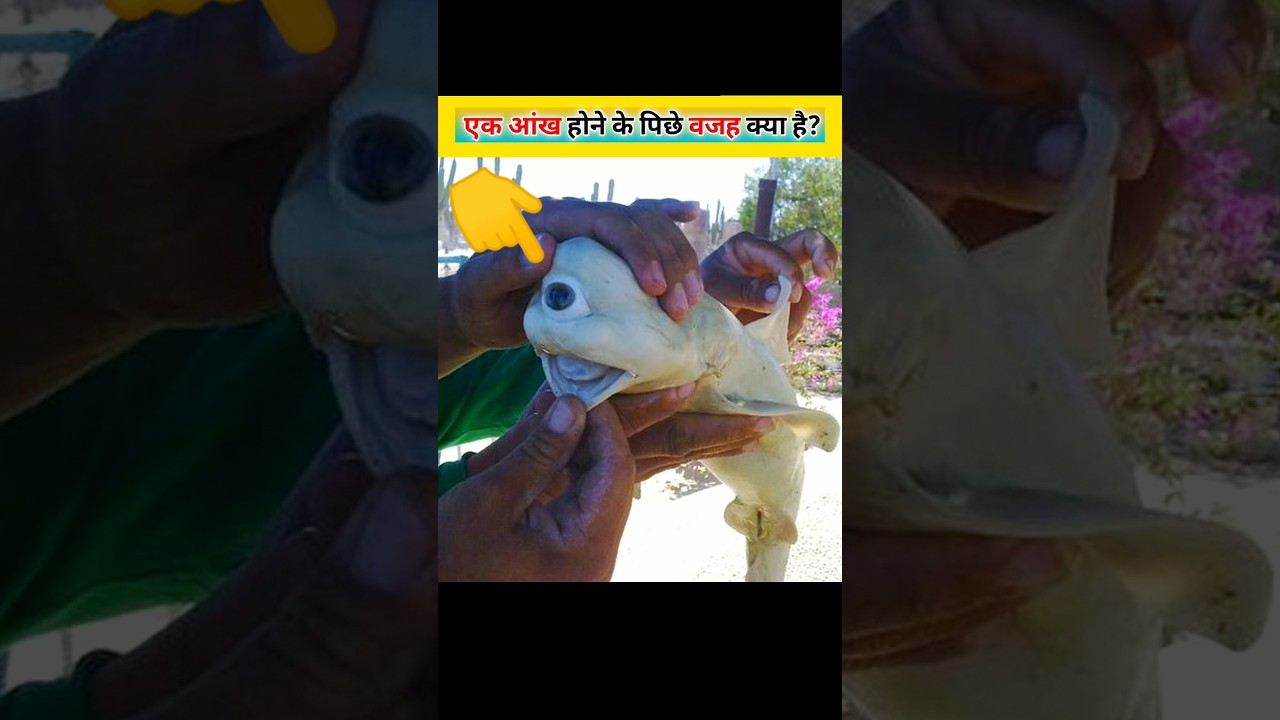 This Fish Has ONE Eye 👁️ Baby Shark 🦈 Virendra Pankaj 