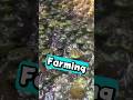 Thousands of Frogs Raised on a Farm! 🐸🍽 #shorts #shortvideo #shortsfeed #shortsfeeds