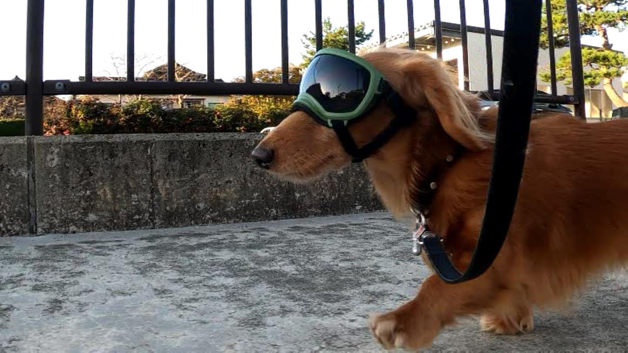 ダックスフンドのゴーグルトレーニング goggles training with dachshund YouTube