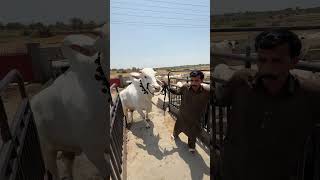 BEAUTIFUL WHITE BULL | BAKRA EID COW MANDI 2027 #Qurbani