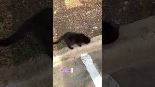 #cat #catsofyoutube #feralcat #straycat #kitty #communitycats #goodmorning #chat #blackcat #greycat