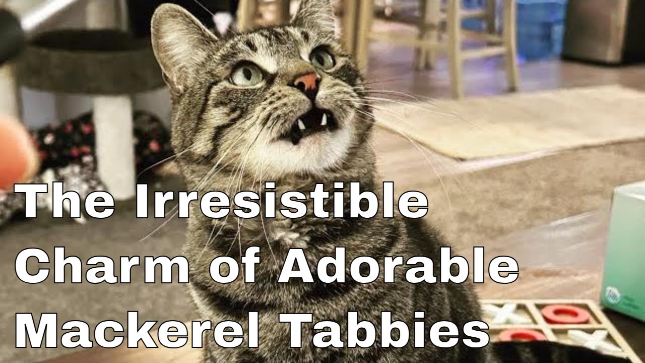 The Irresistible Charm of Adorable Mackerel Tabbies YouTube