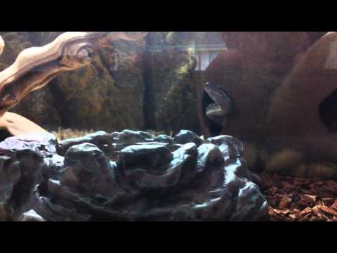 Spotted Python - Seth yawning