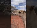 Why Camels Survive Extreme Deserts