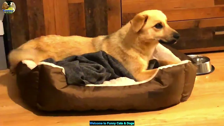 Video 11882361: cats dogs funny animals